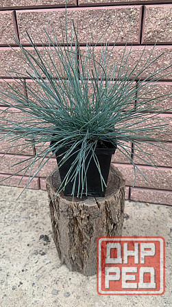 Овсяница Донецк - изображение 2