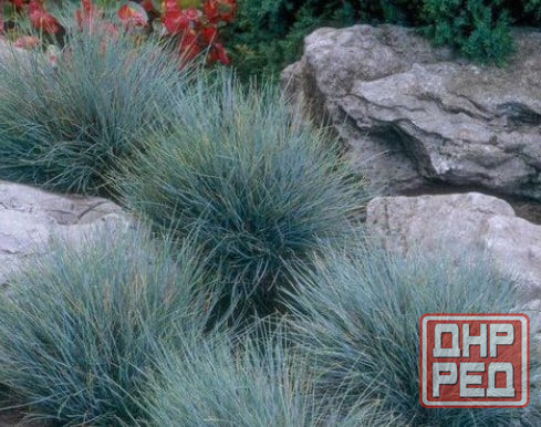 Овсяница Донецк - изображение 1