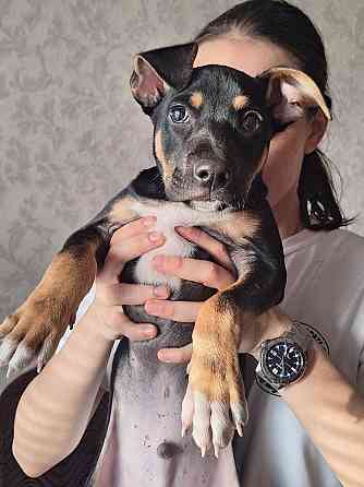 Отдам щенка в хорошие руки! Донецк