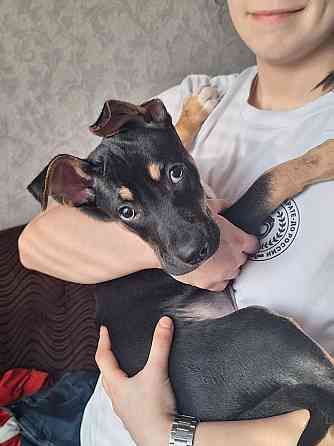 Отдам щенка в хорошие руки! Донецк