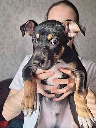 Отдам щенка в хорошие руки! Донецк