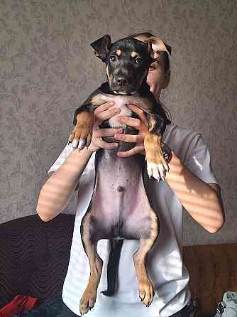 Отдам щенка в хорошие руки! Донецк