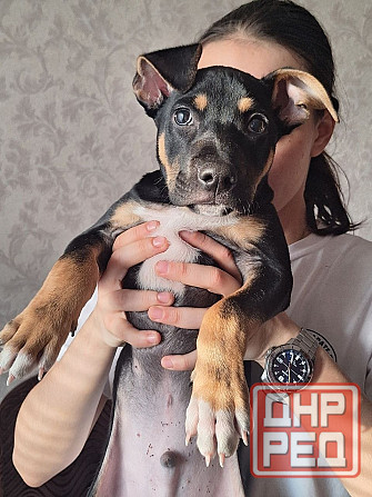 Отдам щенка в хорошие руки! Донецк - изображение 4