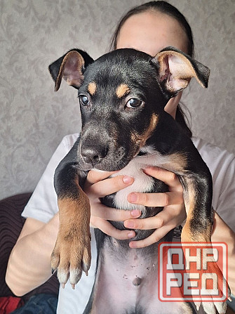 Отдам щенка в хорошие руки! Донецк - изображение 2