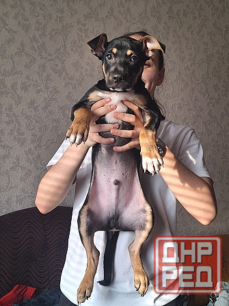 Отдам щенка в хорошие руки! Донецк - изображение 3