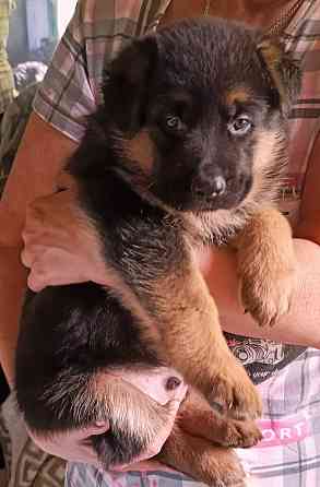 Щенки немцы. Донецк