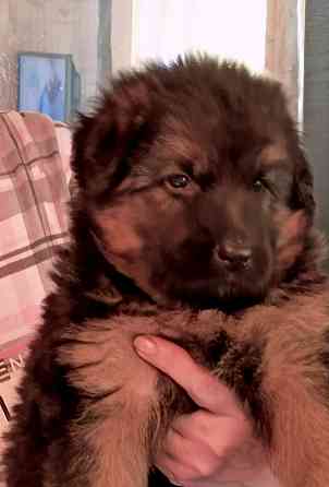 Щенки немцы. Донецк