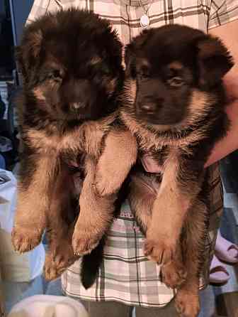 Щенки немцы. Донецк