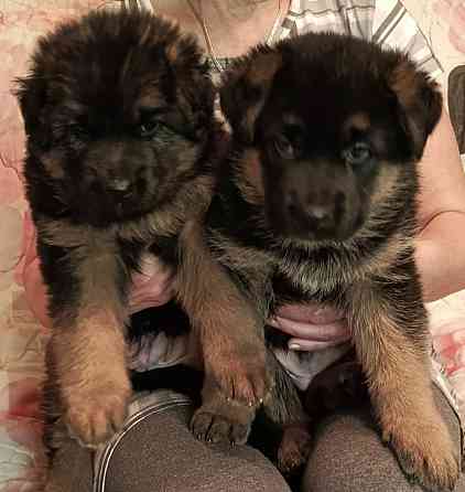 Щенки немцы. Донецк