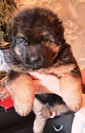 Щенки немцы. Донецк