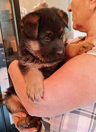 Щенки немцы. Донецк