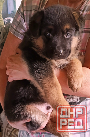 Щенки немцы. Донецк - изображение 3