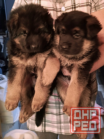 Щенки немцы. Донецк - изображение 1