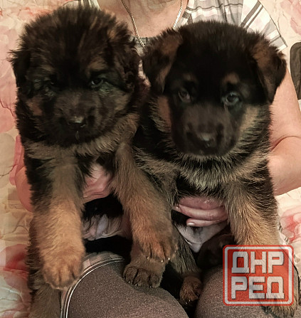Щенки немцы. Донецк - изображение 2