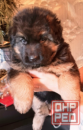 Щенки немцы. Донецк - изображение 6