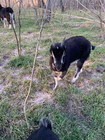 Козлята Ламанчи Донецк