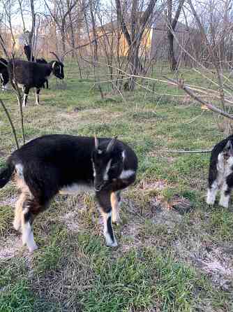 Козлята Ламанчи Донецк