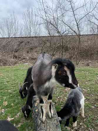 Козлята Ламанчи Донецк