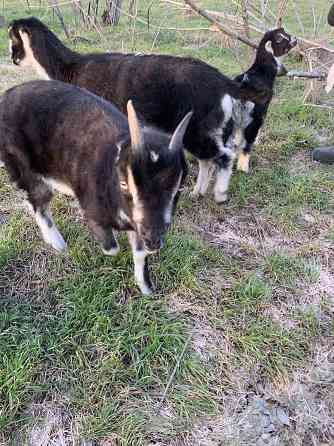 Козлята Ламанчи Донецк