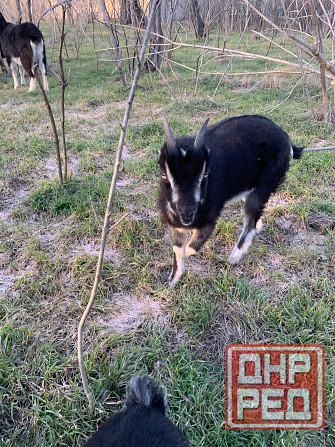 Козлята Ламанчи Донецк - изображение 3