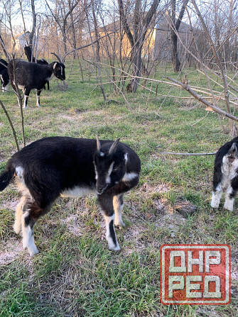 Козлята Ламанчи Донецк - изображение 4