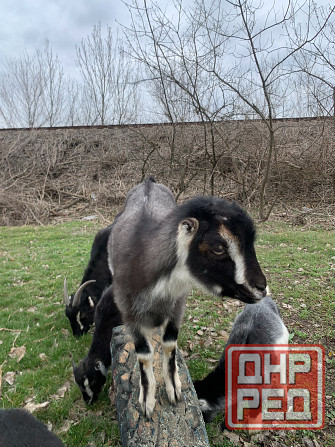 Козлята Ламанчи Донецк - изображение 2