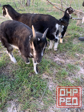 Козлята Ламанчи Донецк - изображение 1