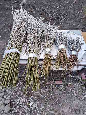 Верба Донецк