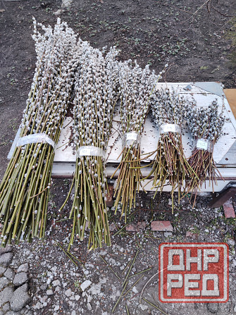 Верба Донецк - изображение 1