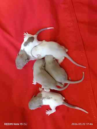 Малыши Дамбо. Ручные крысята Макеевка