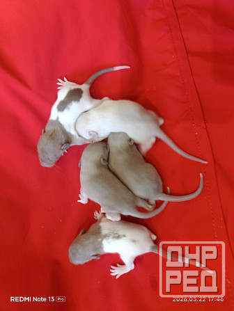 Малыши Дамбо. Ручные крысята Макеевка - изображение 1