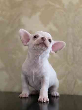 Мальчик чихуахуа Донецк