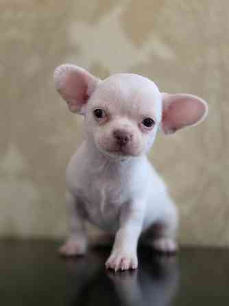 Мальчик чихуахуа Донецк