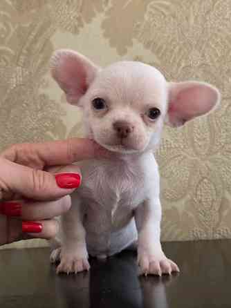 Мальчик чихуахуа Донецк