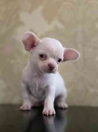 Мальчик чихуахуа Донецк