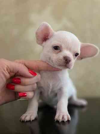 Мальчик чихуахуа Донецк