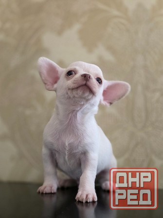 Мальчик чихуахуа Донецк - изображение 3