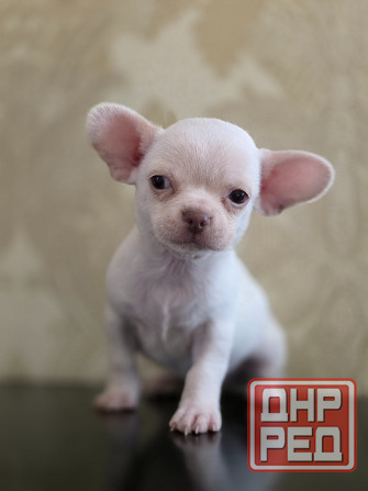 Мальчик чихуахуа Донецк - изображение 1