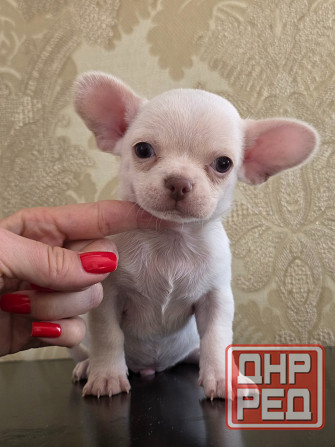 Мальчик чихуахуа Донецк - изображение 5