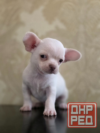 Мальчик чихуахуа Донецк - изображение 2