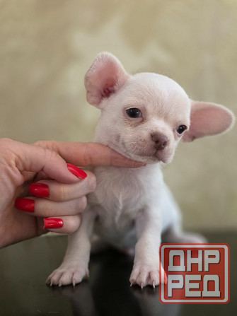 Мальчик чихуахуа Донецк - изображение 4