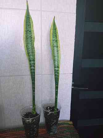 Сансевиерия лауренти Макеевка