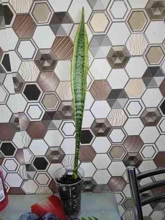 Сансевиерия лауренти Макеевка