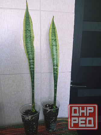 Сансевиерия лауренти Макеевка - изображение 1