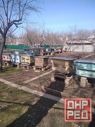 Продам пасеку 15 уликов, (лежаки) ,медогонку четырёх рамочную поворотную, воскотопку. Горловка - изображение 1