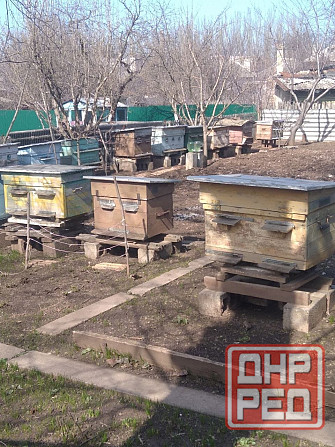 Продам пасеку 15 уликов, (лежаки) ,медогонку четырёх рамочную поворотную, воскотопку. Горловка - изображение 2