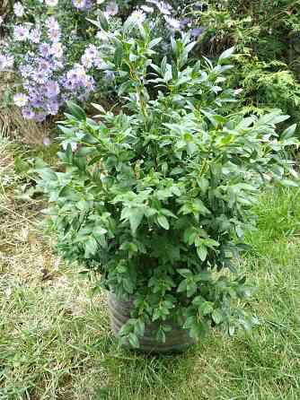 Самшит Донецк