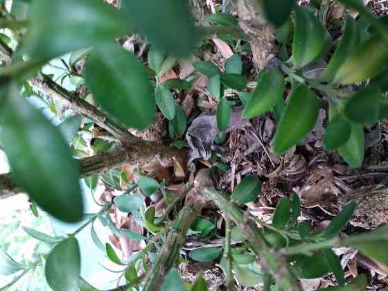 Самшит Донецк