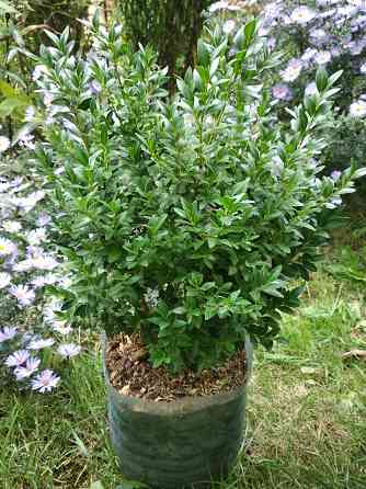 Самшит Донецк