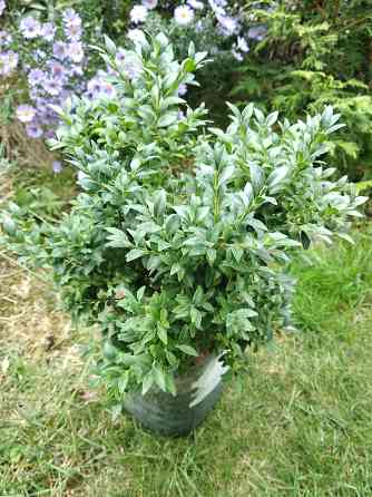 Самшит Донецк